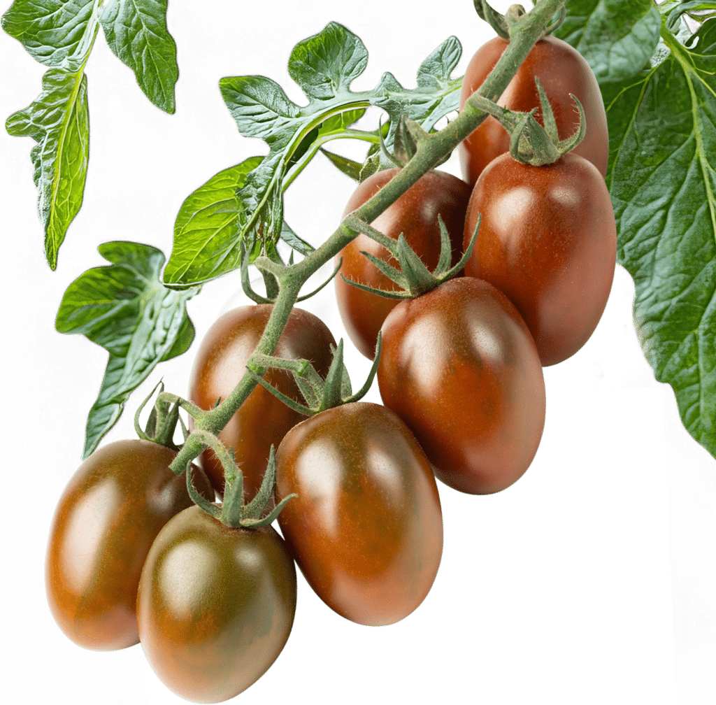Tomato plant breeding innovations from Breedx
