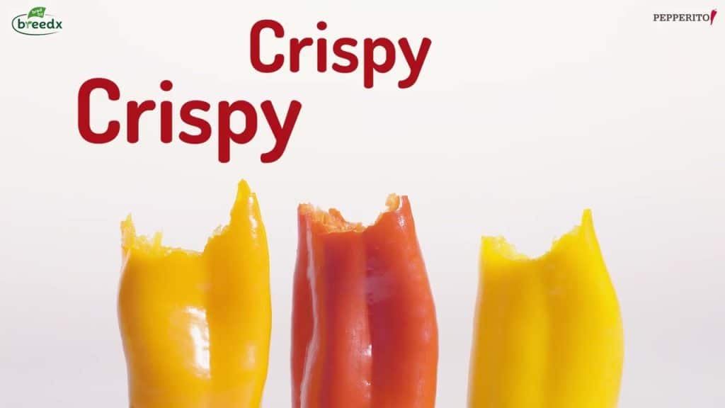 Pepperito sweet seedless mini peppers in red yellow and orange colors