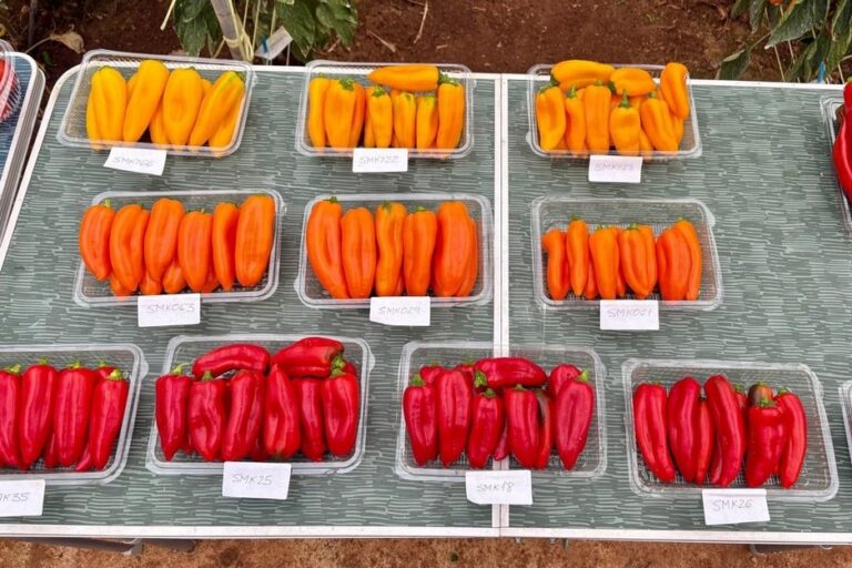 peppers