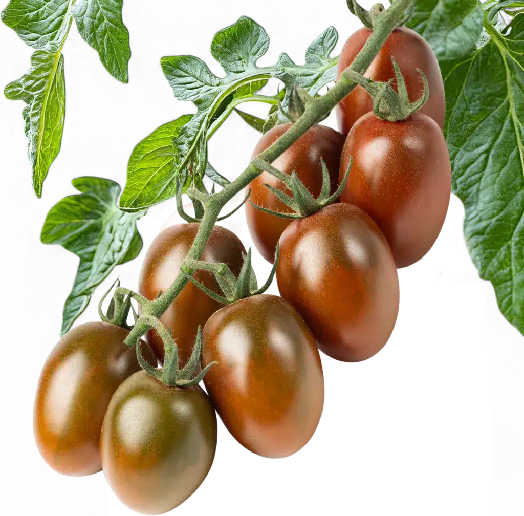 tomato1024x1008